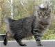 Ireland American Bobtail Breeders, Grooming, Cat, Kittens, Reviews, Articles