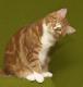 Ireland American Longhair Breeders, Grooming, Cat, Kittens, Reviews, Articles