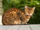 Ireland Antipodean Breeders, Grooming, Cat, Kittens, Reviews, Articles