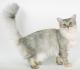 Ireland Asian Semi-longhair Breeders, Grooming, Cat, Kittens, Reviews, Articles