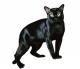 Ireland Bombay Breeders, Grooming, Cat, Kittens, Reviews, Articles