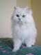 Ireland British Longhair Breeders, Grooming, Cat, Kittens, Reviews, Articles