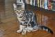 Ireland California Spangled Breeders, Grooming, Cat, Kittens, Reviews, Articles