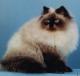 Philippines Himalayan Breeders, Grooming, Cat, Kittens, Reviews, Articles