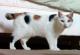 Ireland Manx Breeders, Grooming, Cat, Kittens, Reviews, Articles