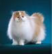 Philippines Persian Breeders, Grooming, Cat, Kittens, Reviews, Articles