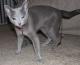 Philippines Russian Blue Breeders, Grooming, Cat, Kittens, Reviews, Articles