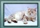 Ireland Russian White, Black and Tabby Breeders, Grooming, Cat, Kittens, Reviews, Articles