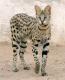 Philippines Savannah Breeders, Grooming, Cat, Kittens, Reviews, Articles