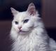 Philippines Turkish Angora Breeders, Grooming, Cat, Kittens, Reviews, Articles