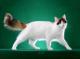 Australia Turkish Van Breeders, Grooming, Cat, Kittens, Reviews, Articles