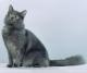 New Zealand Nebelung Breeders, Grooming, Cat, Kittens, Reviews, Articles