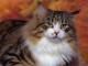 Malaysia Norwegian Forest  Breeders, Grooming, Cat, Kittens, Reviews, Articles