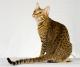 Indonesia Ocicat Breeders, Grooming, Cat, Kittens, Reviews, Articles