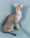 Malaysia Oriental Shorthair  Breeders, Grooming, Cat, Kittens, Reviews, Articles