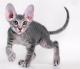 New Zealand Peterbald Breeders, Grooming, Cat, Kittens, Reviews, Articles