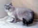 Malaysia Selkirk Rex  Breeders, Grooming, Cat, Kittens, Reviews, Articles