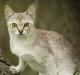 Indonesia Singapura Breeders, Grooming, Cat, Kittens, Reviews, Articles