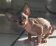 Malaysia Sphynx  Breeders, Grooming, Cat, Kittens, Reviews, Articles